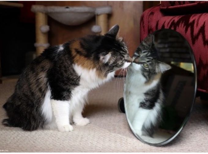 Brown and white cat appears to be looking at its reflection in a circular mirror.