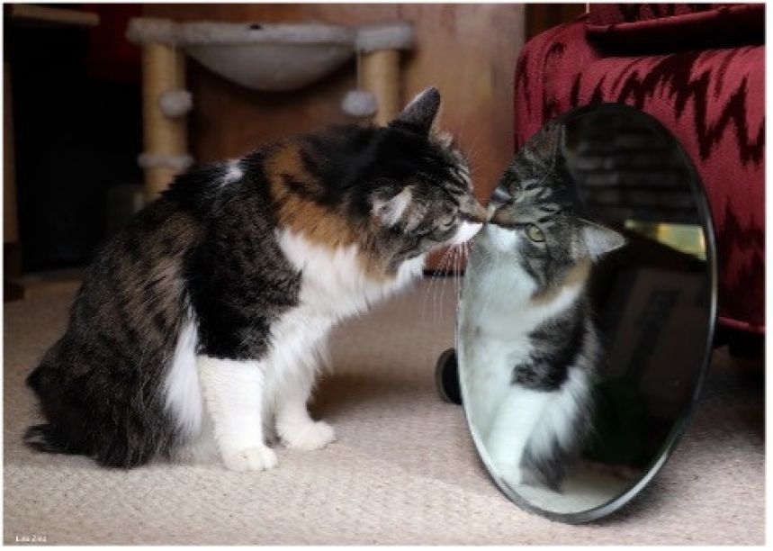 Brown and white cat appears to be looking at its reflection in a circular mirror.